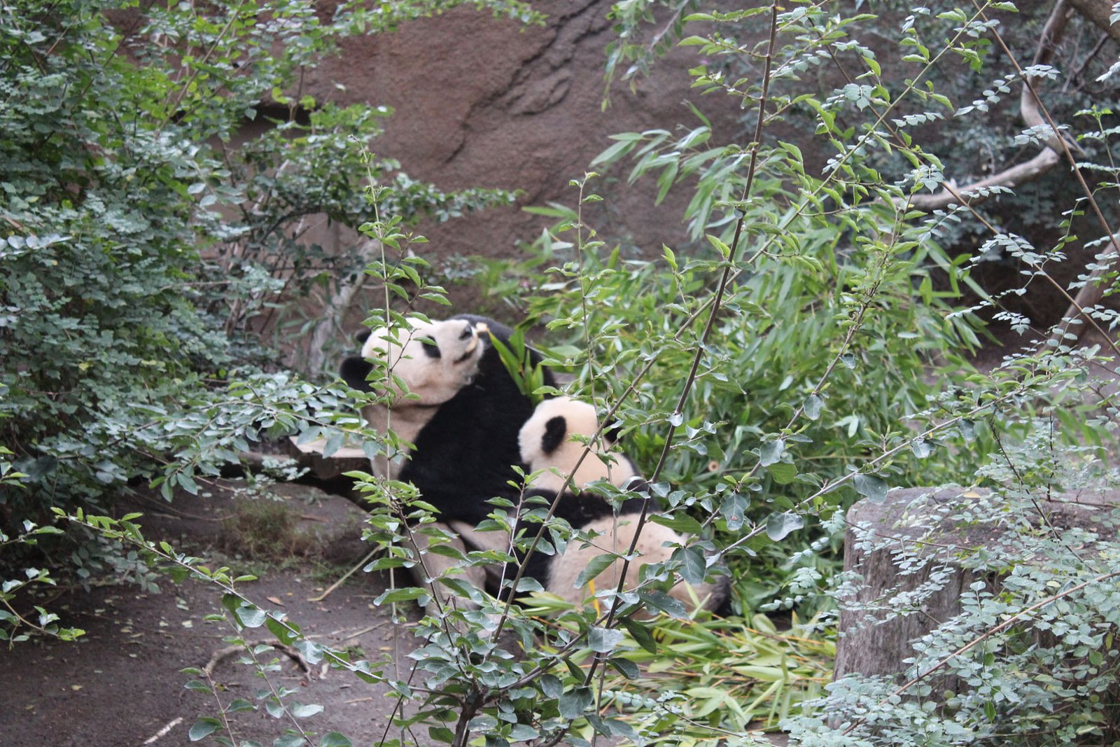 San Diego Zoo Part II 183